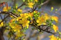 Hoa Mai tree Ochna Integerrima flower Royalty Free Stock Photo