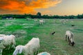 An Hoa Sheep Field Phan Rang Viet Nam Royalty Free Stock Photo