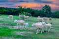 An Hoa Sheep Field Phan Rang Viet Nam Royalty Free Stock Photo