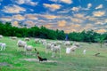 An Hoa Sheep Field Phan Rang Viet Nam Royalty Free Stock Photo