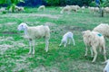 An Hoa Sheep Field Phan Rang Viet Nam Royalty Free Stock Photo