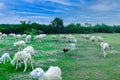 An Hoa Sheep Field Phan Rang Viet Nam Royalty Free Stock Photo