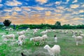 An Hoa Sheep Field Phan Rang Viet Nam Royalty Free Stock Photo