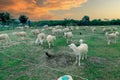 An Hoa Sheep Field Phan Rang Viet Nam Royalty Free Stock Photo