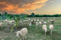 An Hoa Sheep Field Phan Rang Viet Nam Royalty Free Stock Photo