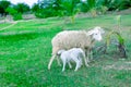 An Hoa Sheep Field Phan Rang Viet Nam Royalty Free Stock Photo