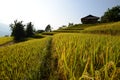 Hoang Su Phi in Ha Giang of Vietnam, beautiful landscape of Hoang Su Phi Royalty Free Stock Photo