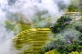 Hoang Su Phi rice paddy on ripe season Royalty Free Stock Photo