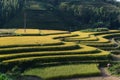 Hoang Su Phi in Ha Giang of Vietnam, beautiful landscape of Hoang Su Phi Royalty Free Stock Photo