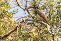 Monteiro Hornbill in the bed of the Hoanib River, Namibia Royalty Free Stock Photo