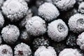 Hoar-frost on bilberries Royalty Free Stock Photo