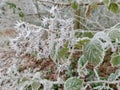 Hoar frost on bramble seed head and leaves in hedgerow. Royalty Free Stock Photo