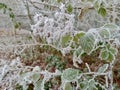 Hoar frost on bramble leaves in hedgerow. Royalty Free Stock Photo