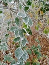 Hoar frost on vertical bramble leaves in hedgerow. Royalty Free Stock Photo