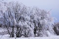 Hoar Frost on the Chautauqua Ridge