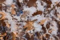 Hoar frost covered oak leaves at winter forest Royalty Free Stock Photo