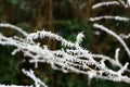 Hoar frost detail on branches Royalty Free Stock Photo