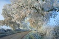 Hoar frost, England.