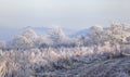 Hoar frost, England Royalty Free Stock Photo