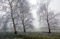 Hoar Frost Frozen Birch Trees in Wortham Ling Diss Norfolk