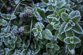 Hoar frost on the green plant leaves in autumn morning Royalty Free Stock Photo