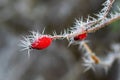 Frozen ice crystals from a hoar frost as the UK continues with sub zero cold spell