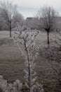 Frozen ice crystals from a hoar frost as the UK continues with sub zero cold spell