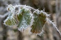 Frozen ice crystals from a hoar frost as the UK continues with sub zero cold spell Royalty Free Stock Photo