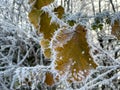 Frozen ice crystals from a hoar frost as the UK continues with sub zero cold spell Royalty Free Stock Photo