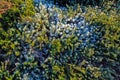 Hoar frost on heather plant in winter Royalty Free Stock Photo