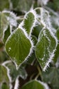 Hoar frost and ice crystals on green leaves Royalty Free Stock Photo