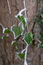 Hoar frost and ice crystals on green leaves Royalty Free Stock Photo