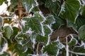 Hoar frost and ice crystals on green leaves Royalty Free Stock Photo