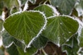 Hoar frost and ice crystals on green leaves Royalty Free Stock Photo