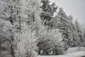 Ice Storm or Hoar Frost Clinging to Trees and Telephone Wires Royalty Free Stock Photo