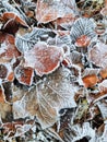 Hoar frost on maple and beech leaves Royalty Free Stock Photo