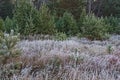 hoar-frost meadow autumn landscape with a pinetrees