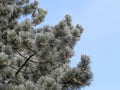 Hoar frost on needles of pine tree Royalty Free Stock Photo