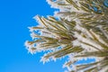 Hoar Frost on Pine Needles Royalty Free Stock Photo