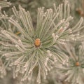 Hoar frost on pine needles Royalty Free Stock Photo
