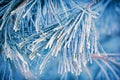 Hoar-frost on pine tree needles Royalty Free Stock Photo