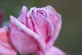 Hoar frost on pink rose flower in autumn end Royalty Free Stock Photo