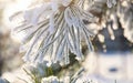 Hoar frost  plants Royalty Free Stock Photo