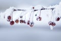 Hoar Frost on Radiant Crab Apples Royalty Free Stock Photo