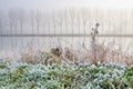 Hoar frost on reed near a canal Royalty Free Stock Photo