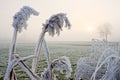 Hoar frost on reed near a fence Royalty Free Stock Photo