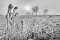 Hoar frost on reed near a fence Royalty Free Stock Photo