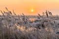 Hoar frost on reed in a winter landscape at sunset Royalty Free Stock Photo