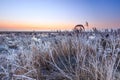 Hoar frost on reed in a winter morning landscape Royalty Free Stock Photo