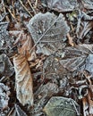 Hoar frost rests on leaves sitting on the frozen morning ground